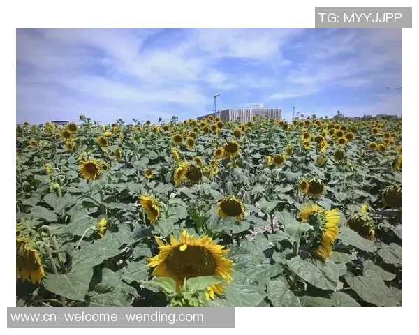 北九州向日葵与北海道的美丽对决探索自然与文化的交融之旅